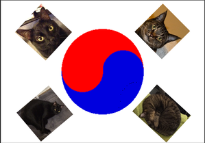 Kitties In Korea